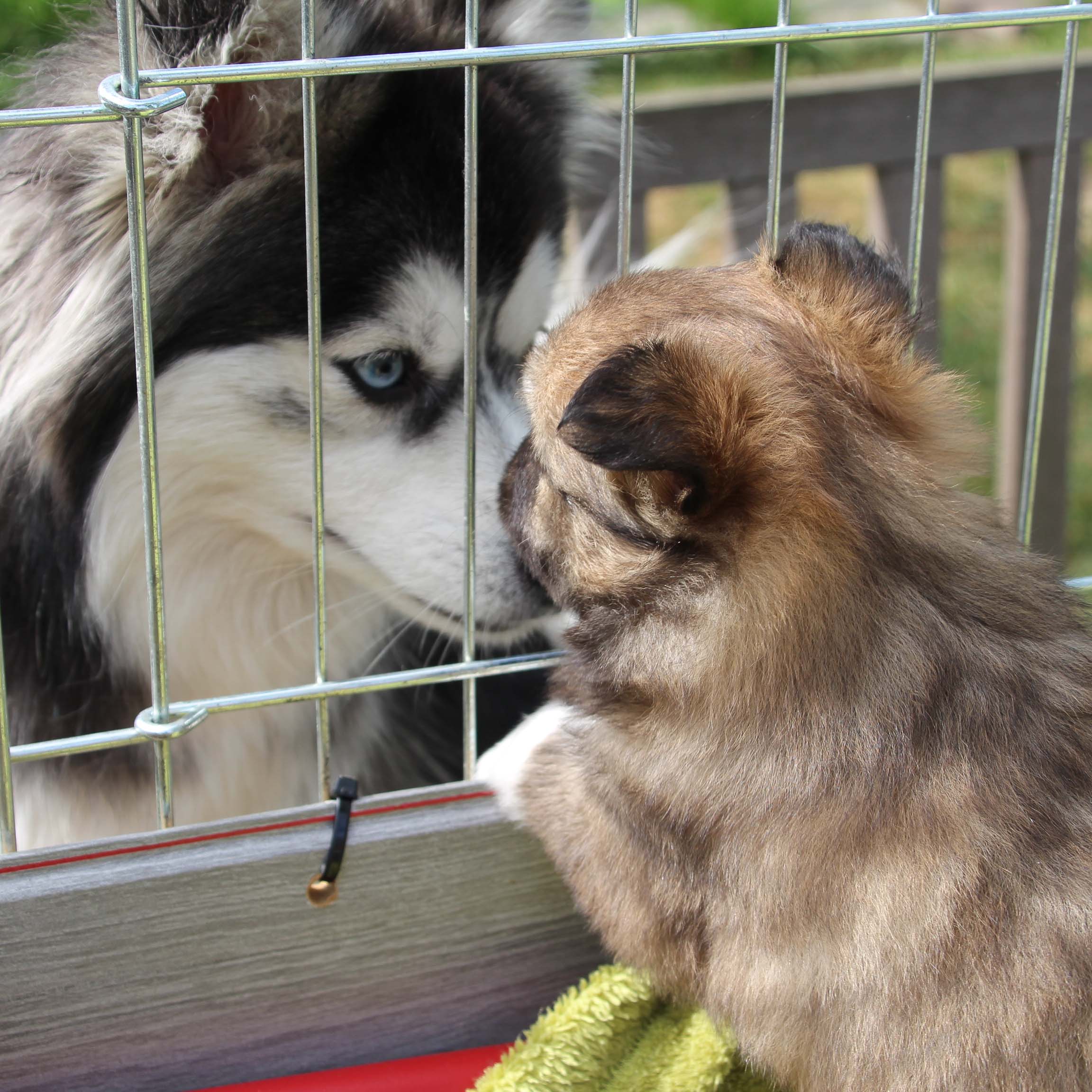 pomsky_pups-11