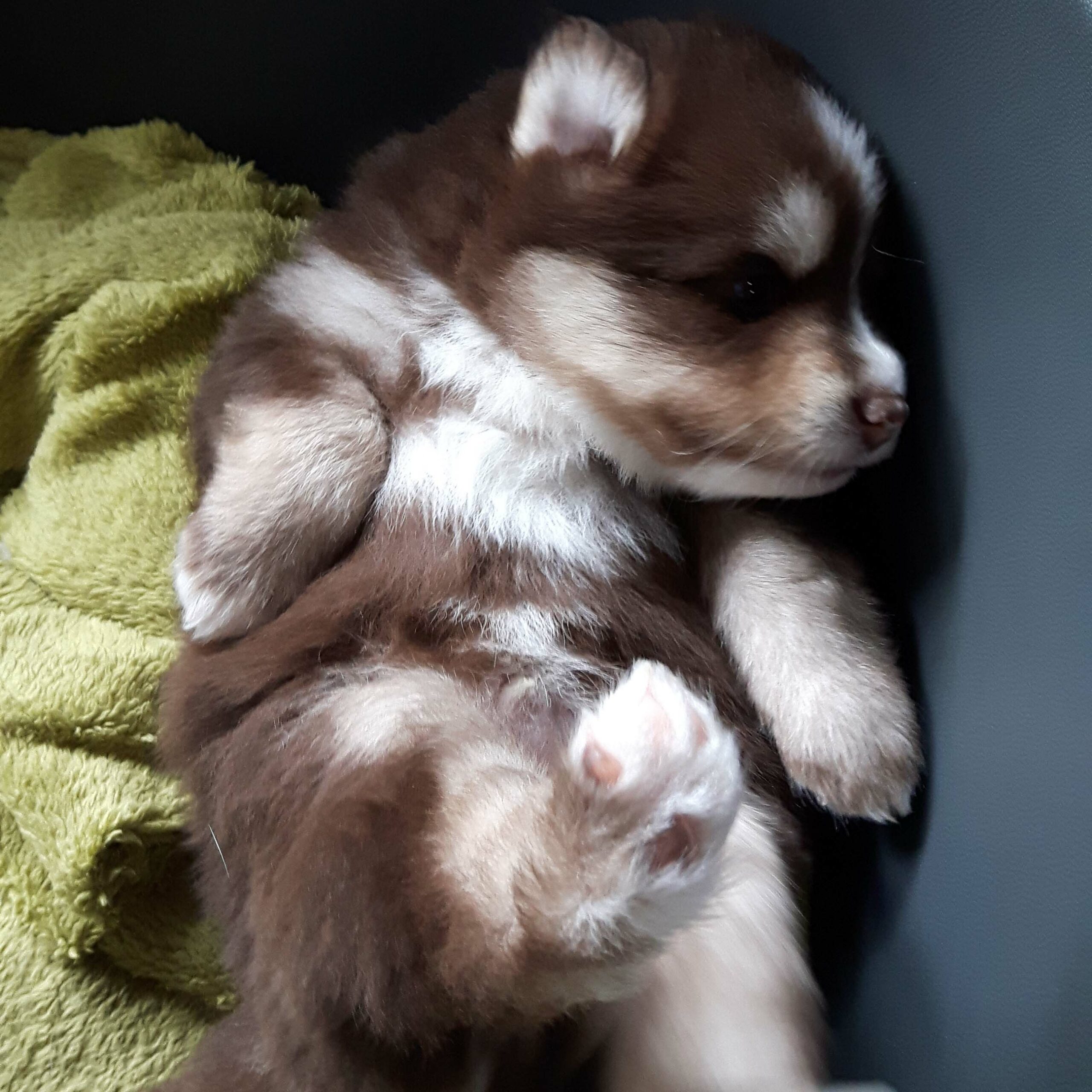 pomsky_pups-12