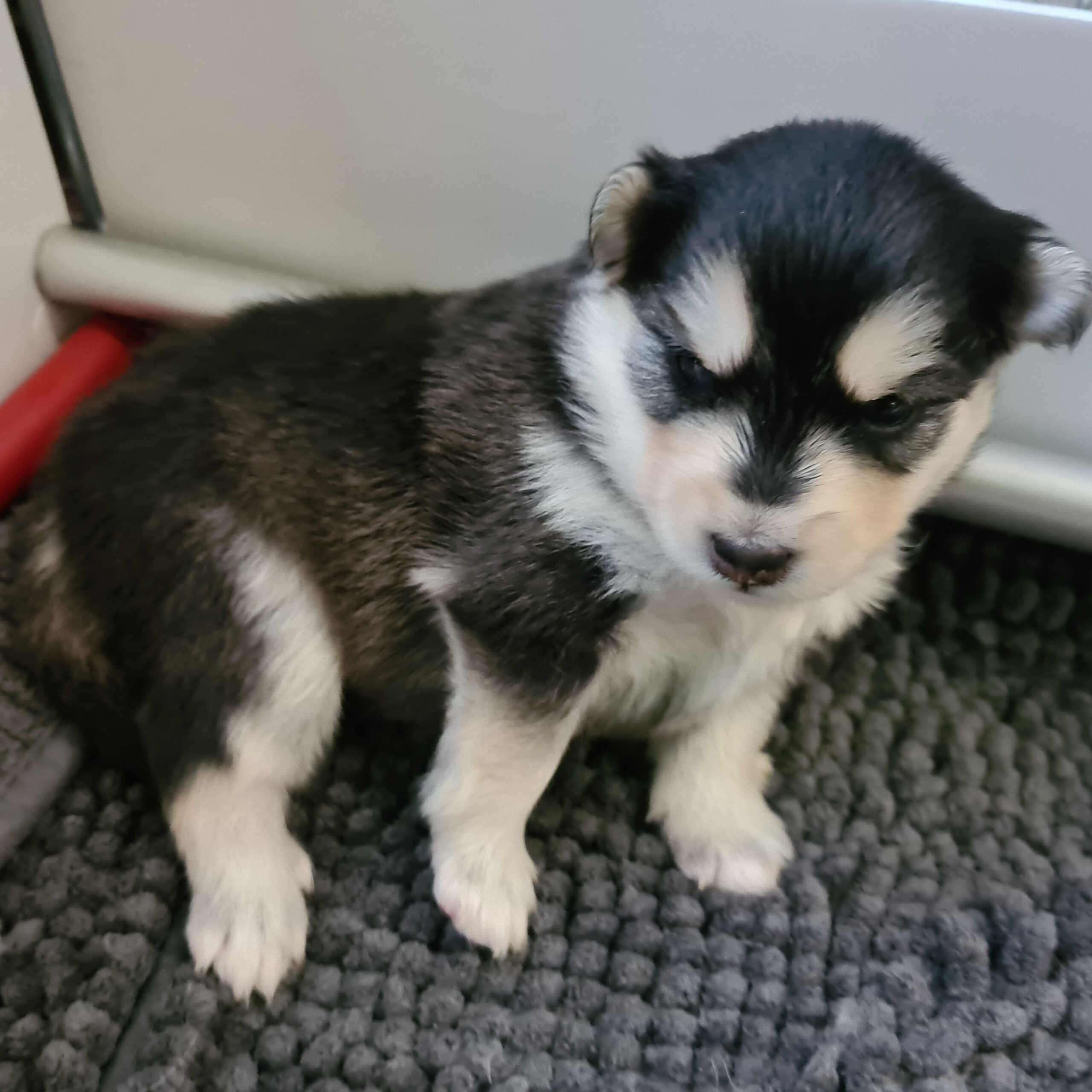 pomsky_pups-13