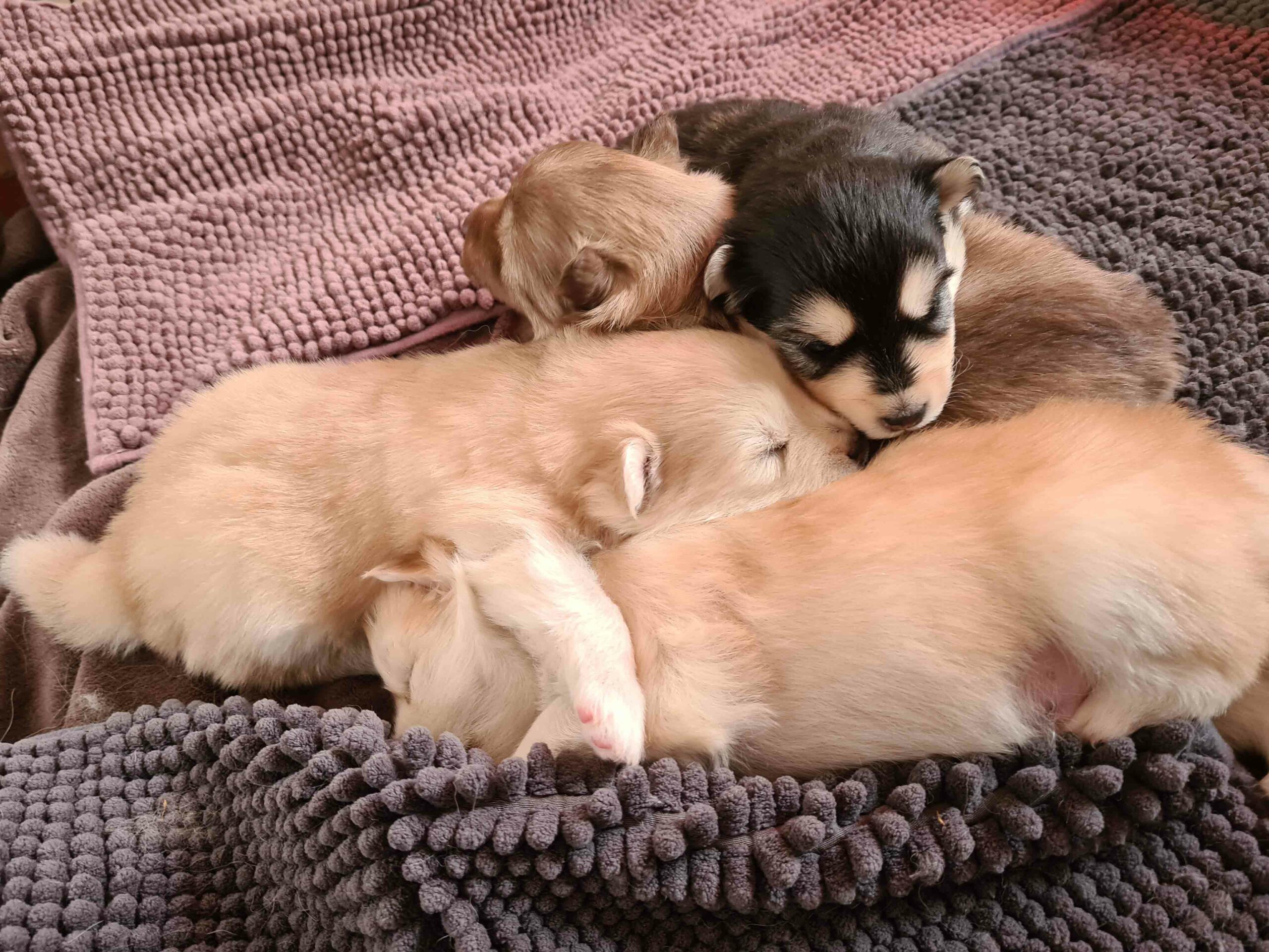 pomsky_pups-14