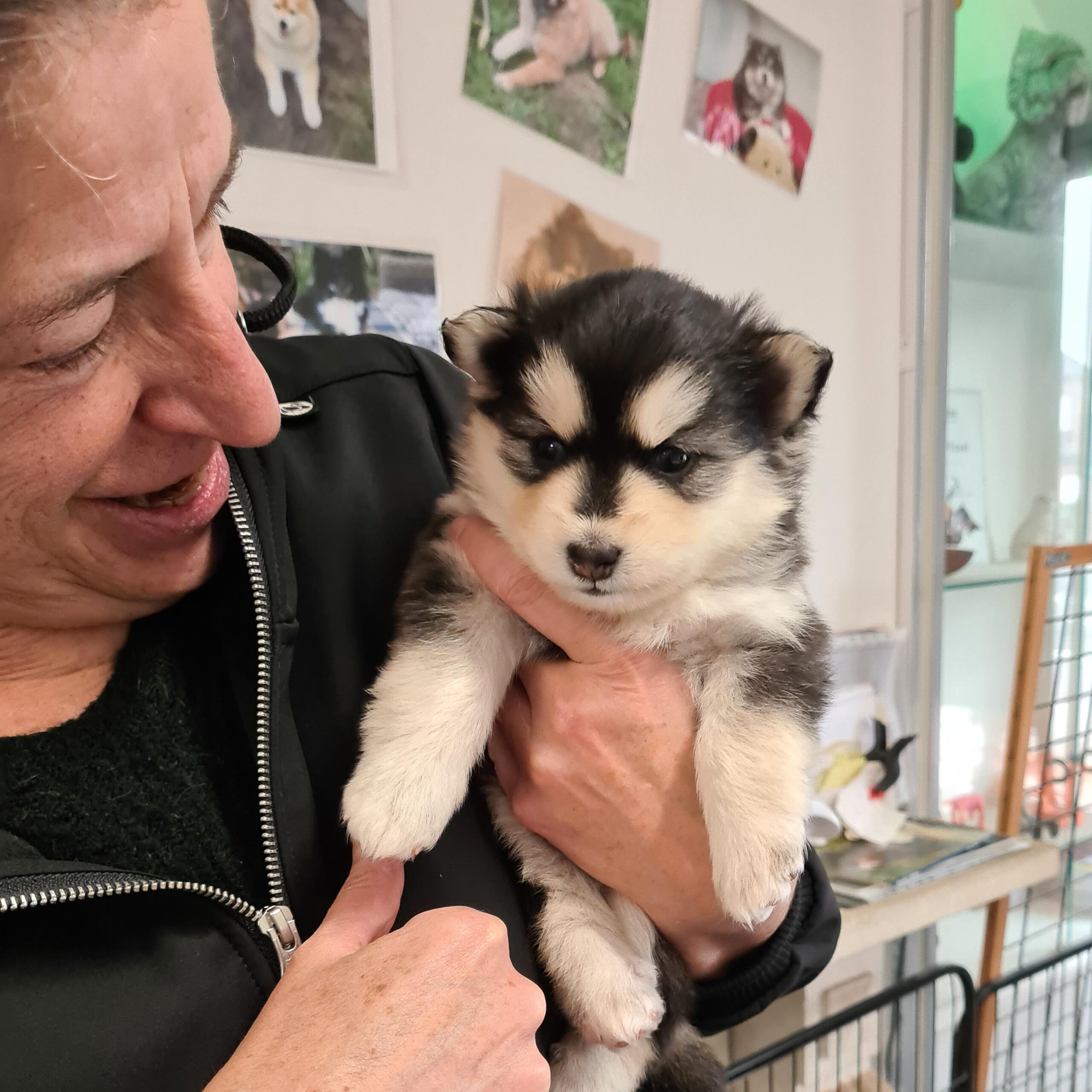 pomsky_pups-15