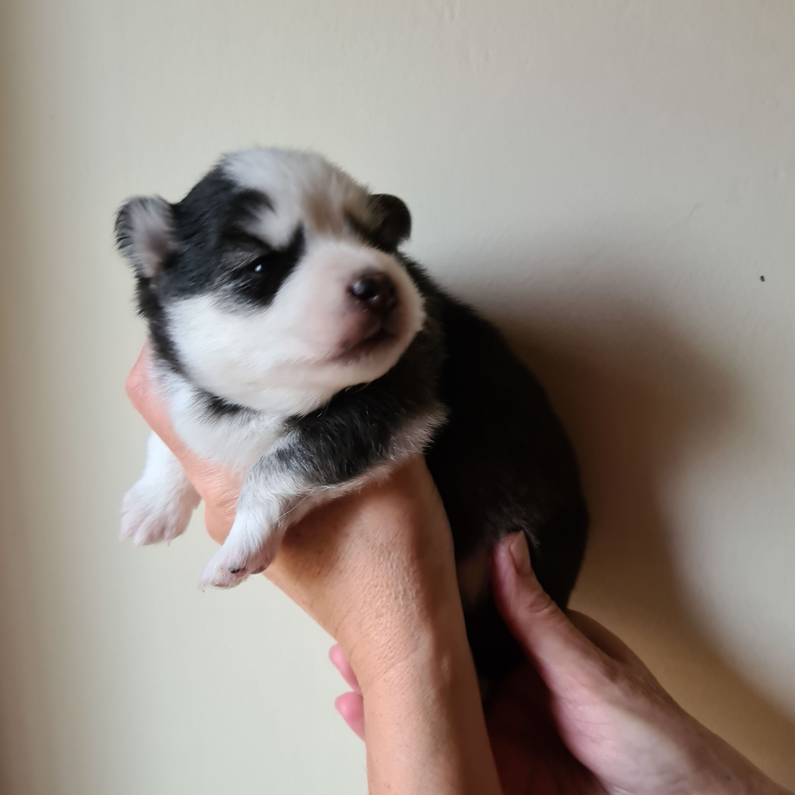 pomsky_pups-16