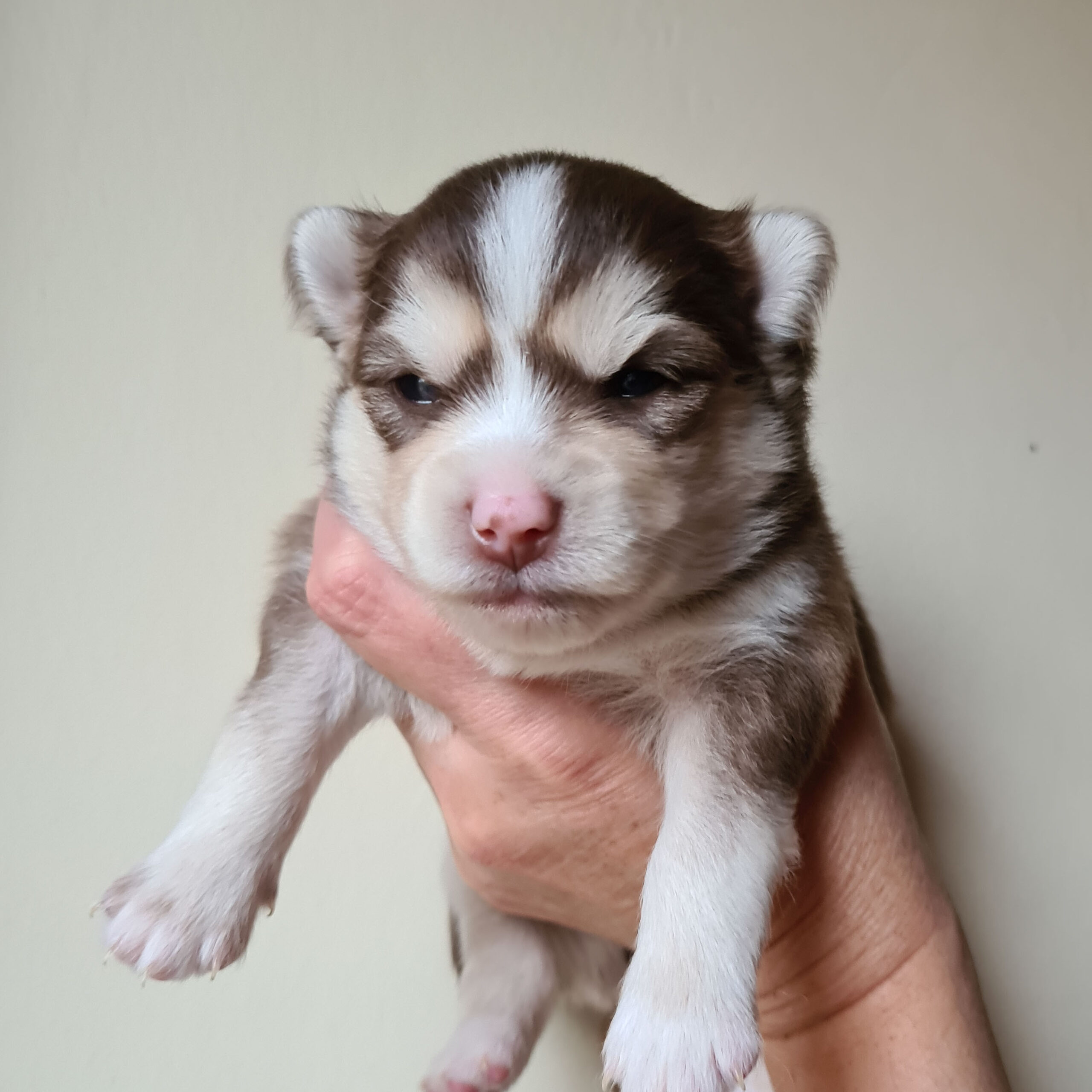 pomsky_pups-17