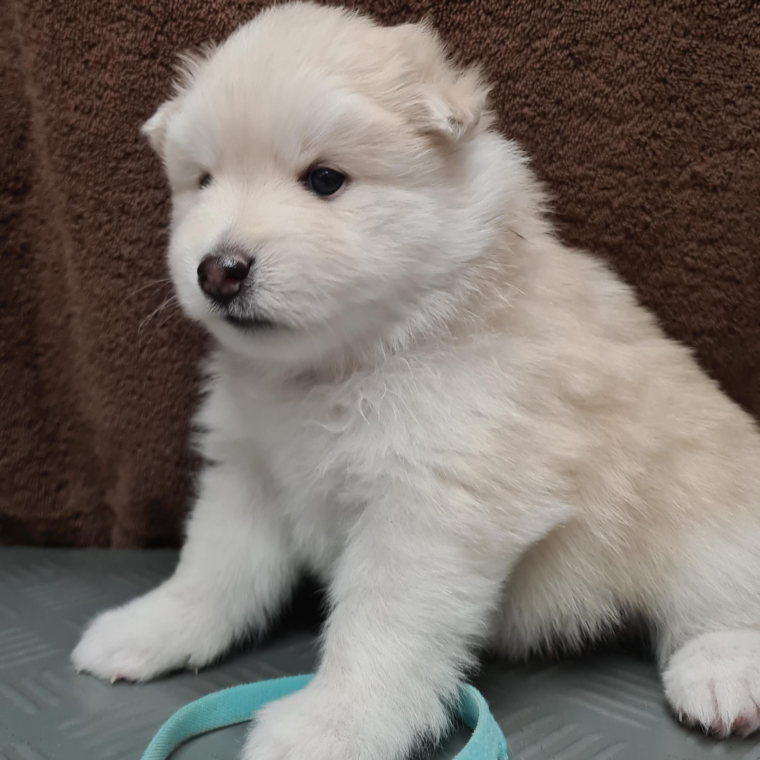 pomsky_pups-18