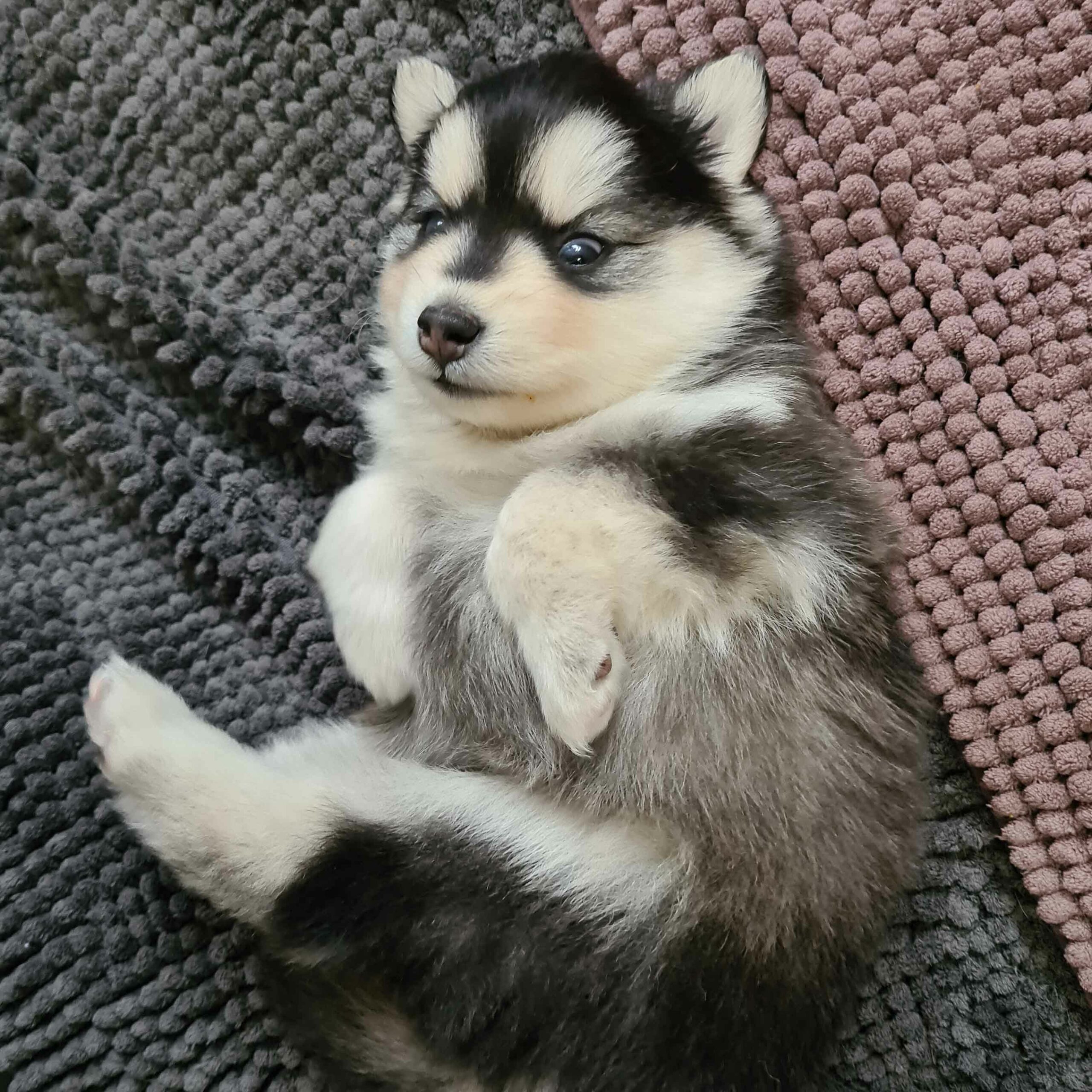 pomsky_pups-19