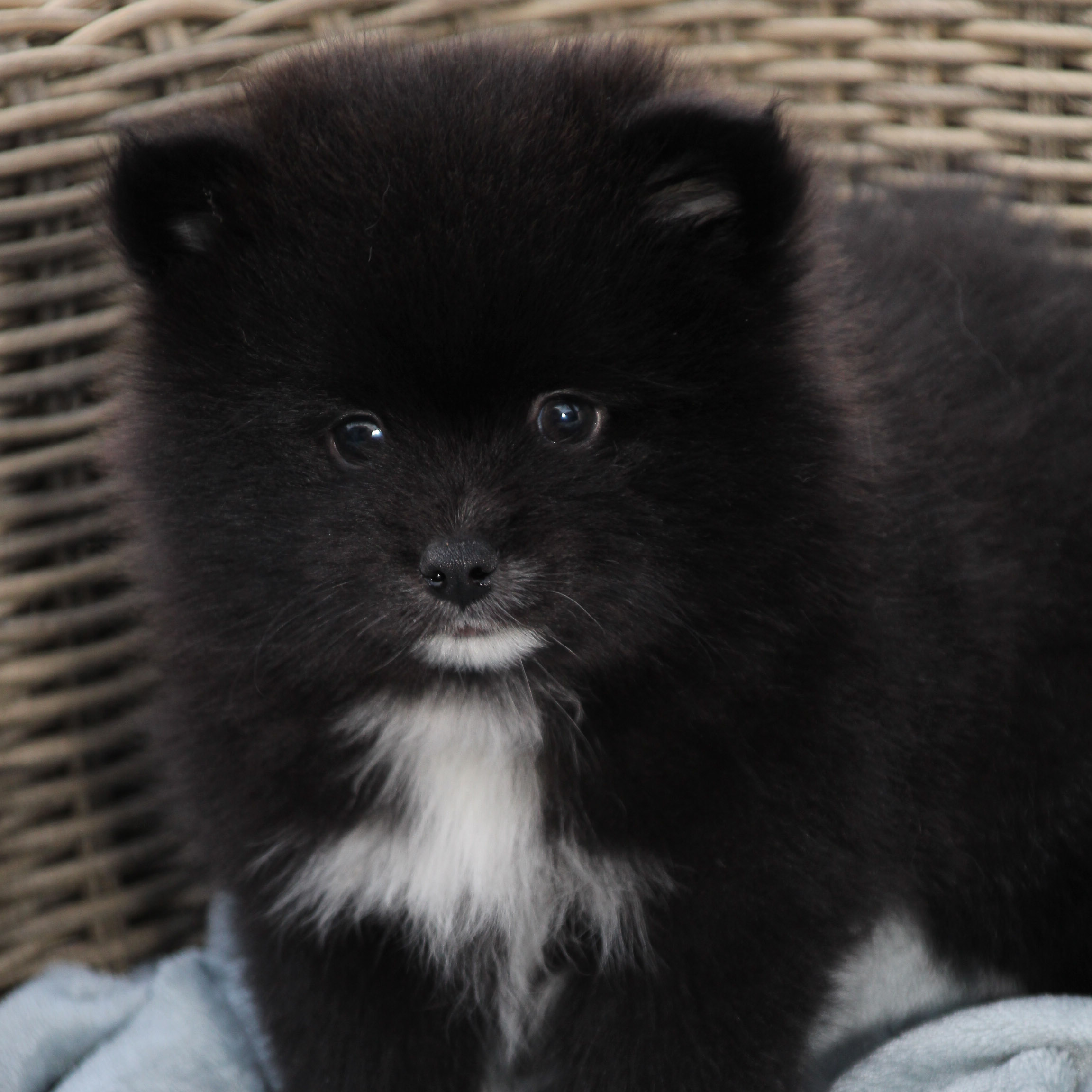 pomsky_pups-2