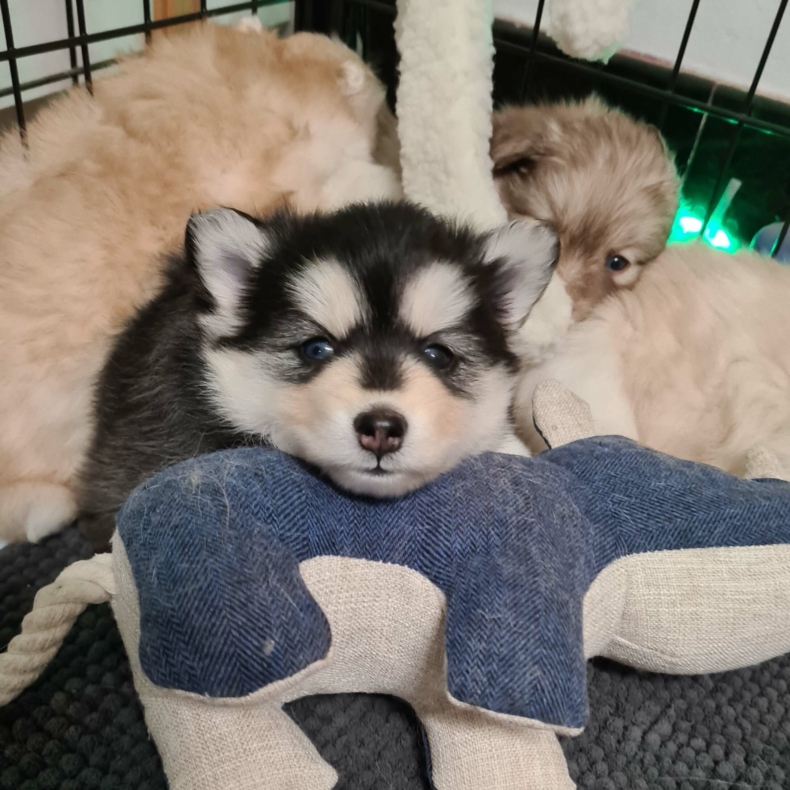pomsky_pups-20