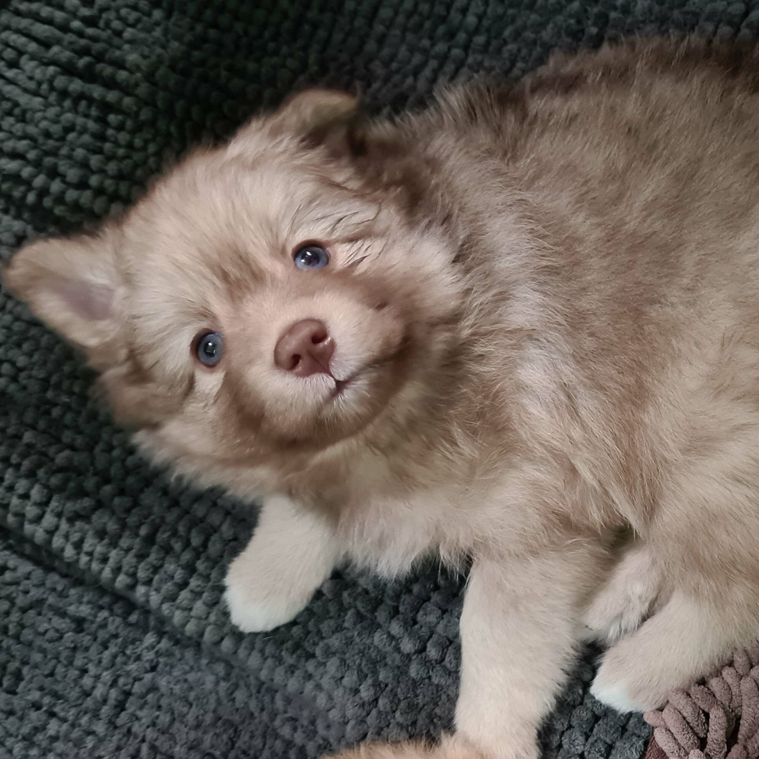 pomsky_pups-21
