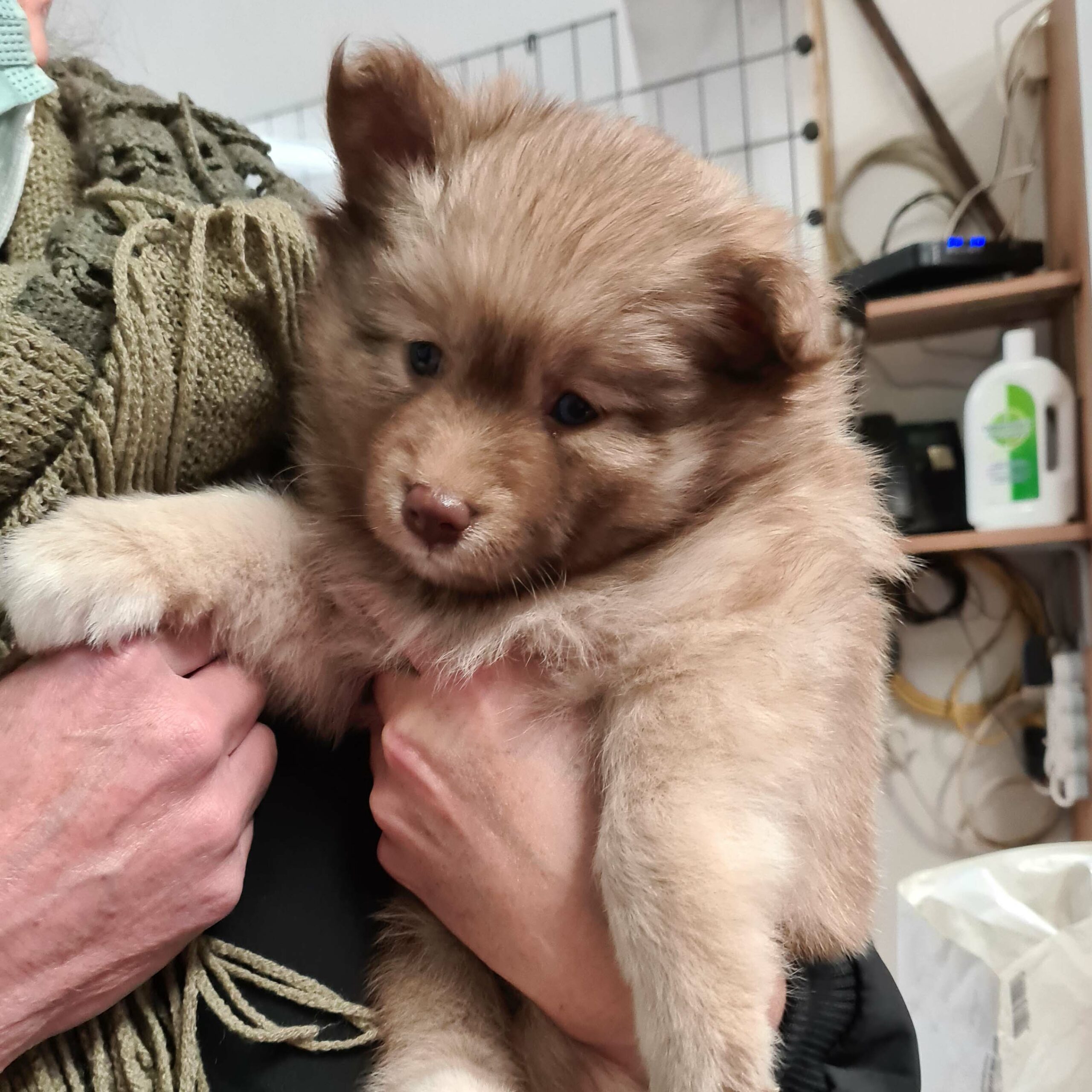 pomsky_pups-22