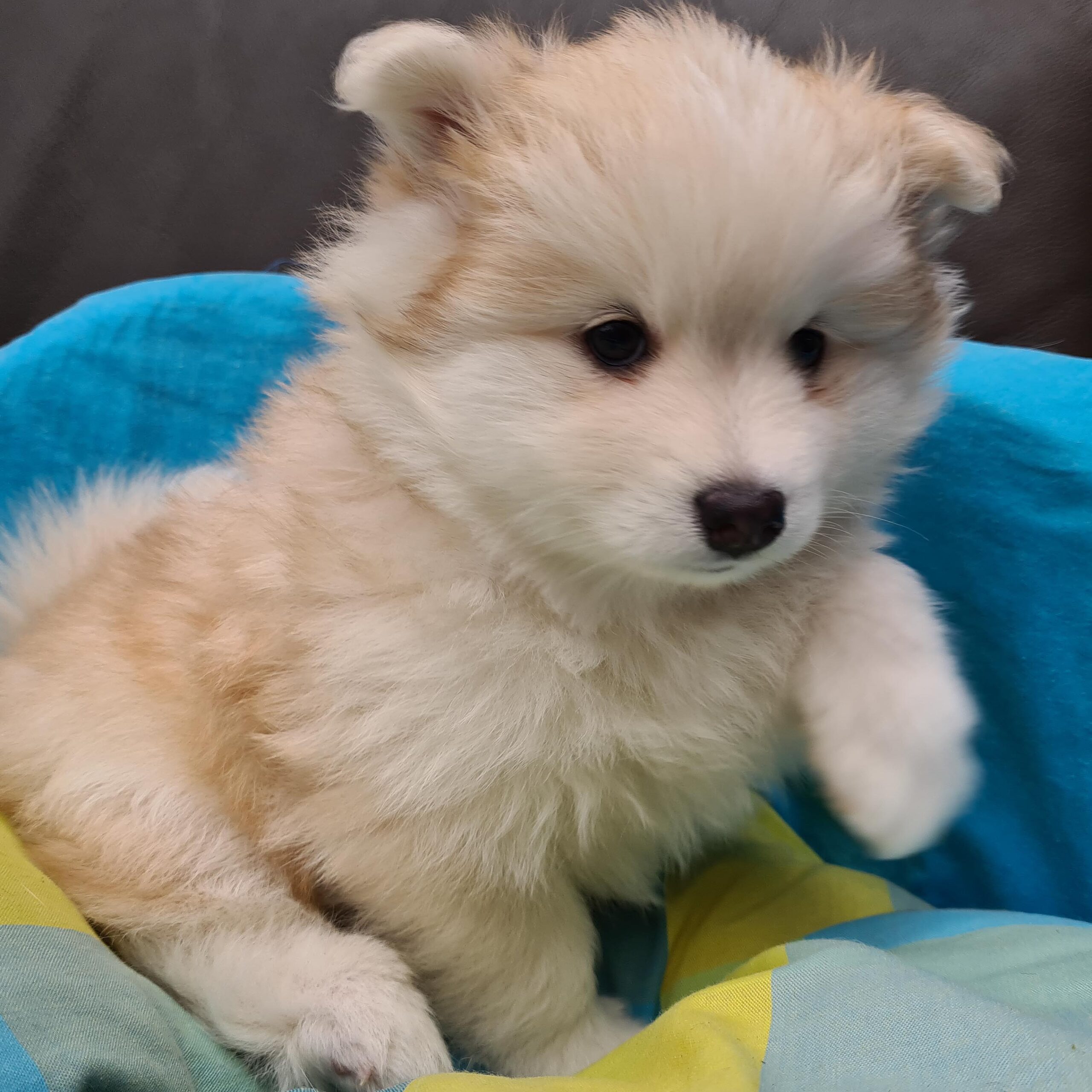 pomsky_pups-23