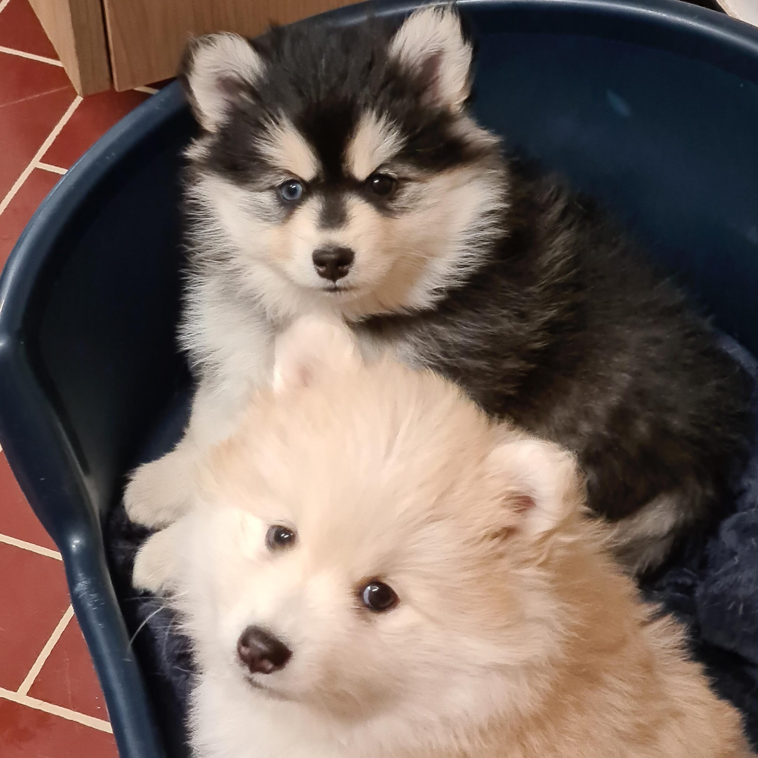 pomsky_pups-25