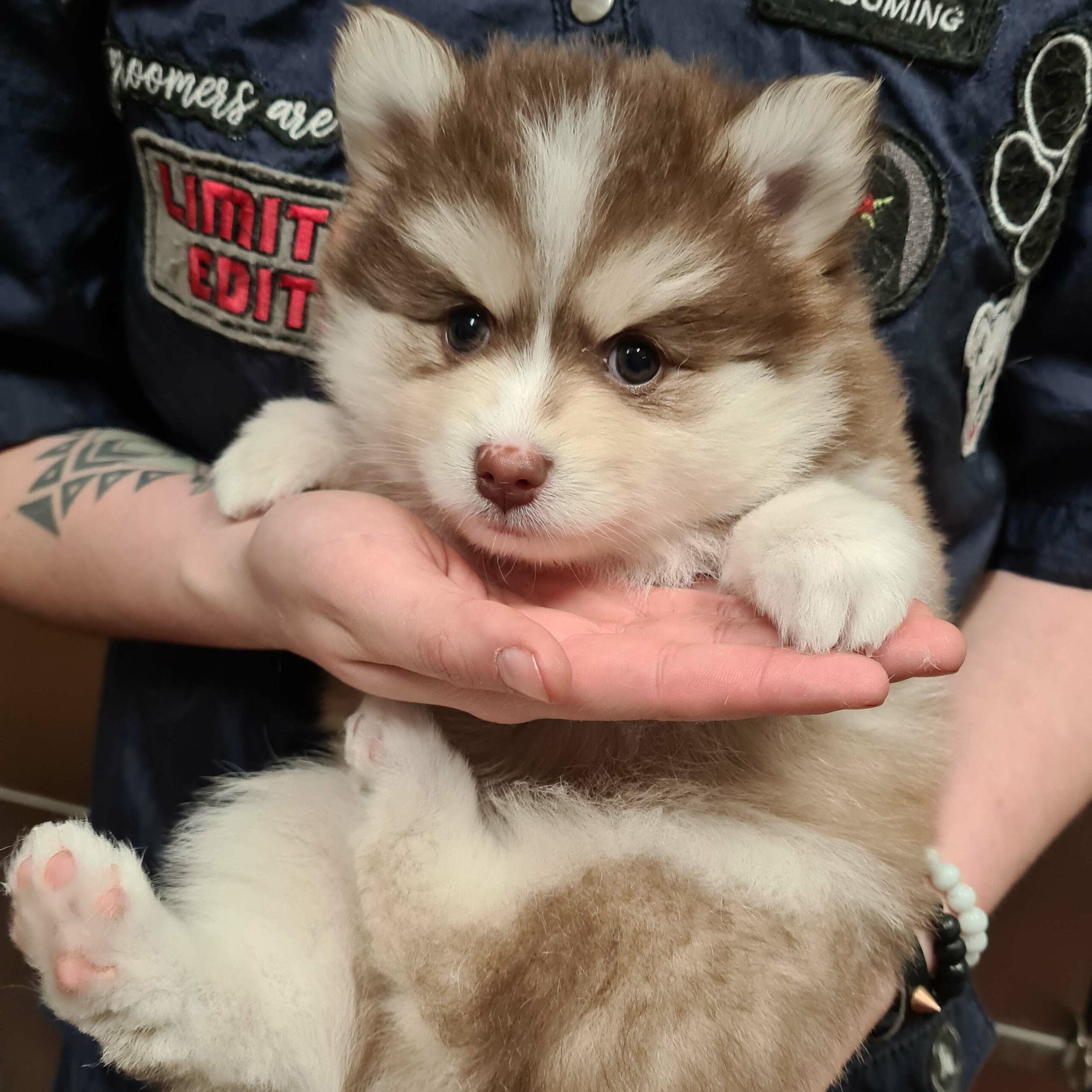 pomsky_pups-27
