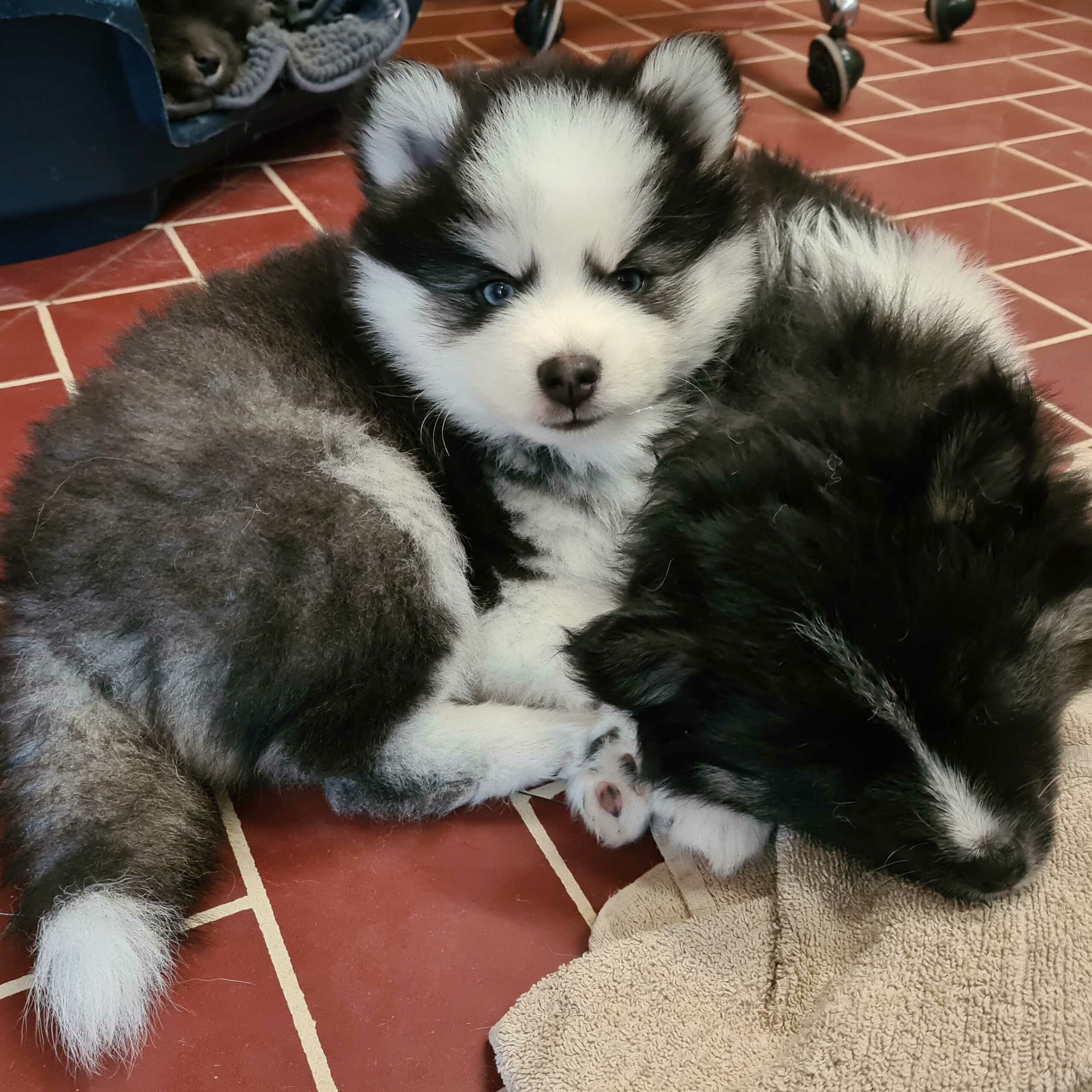 pomsky_pups-28
