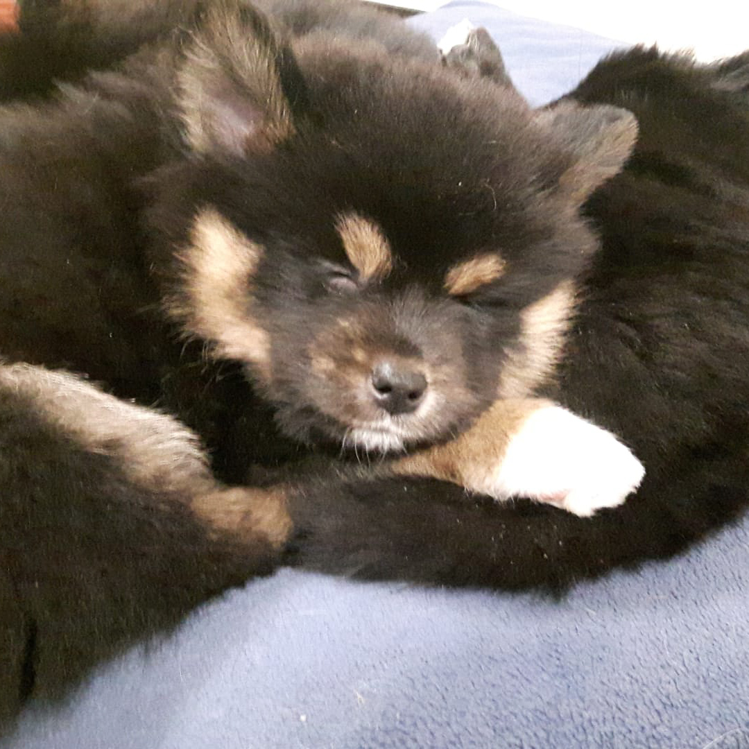 pomsky_pups-29