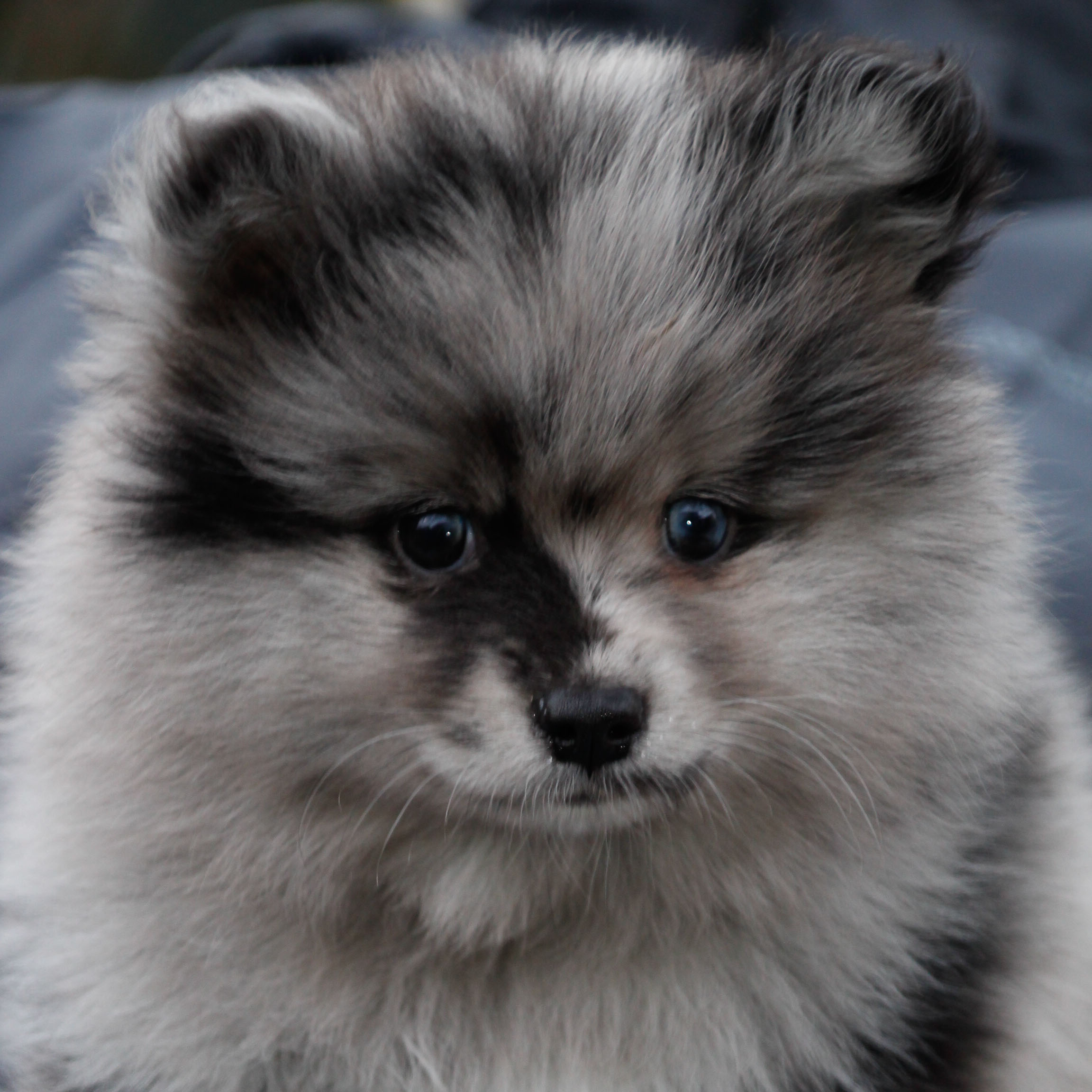 pomsky_pups-3