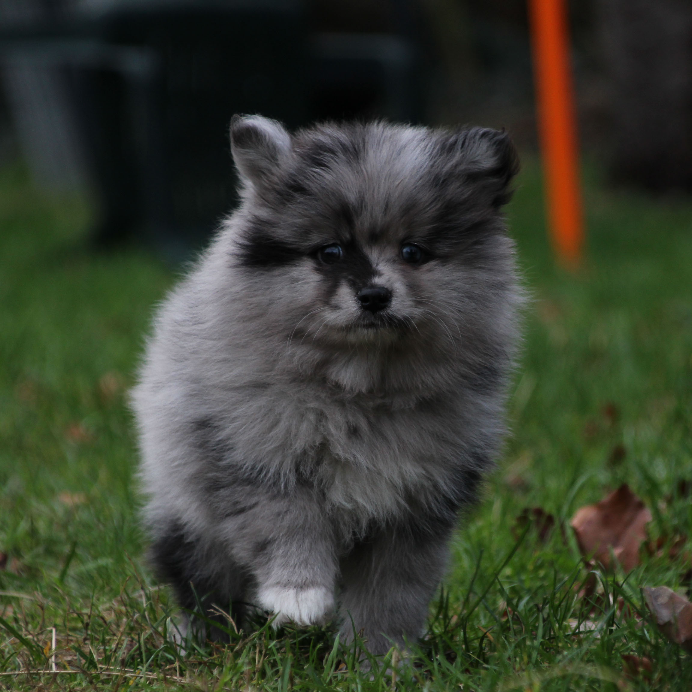 pomsky_pups-4