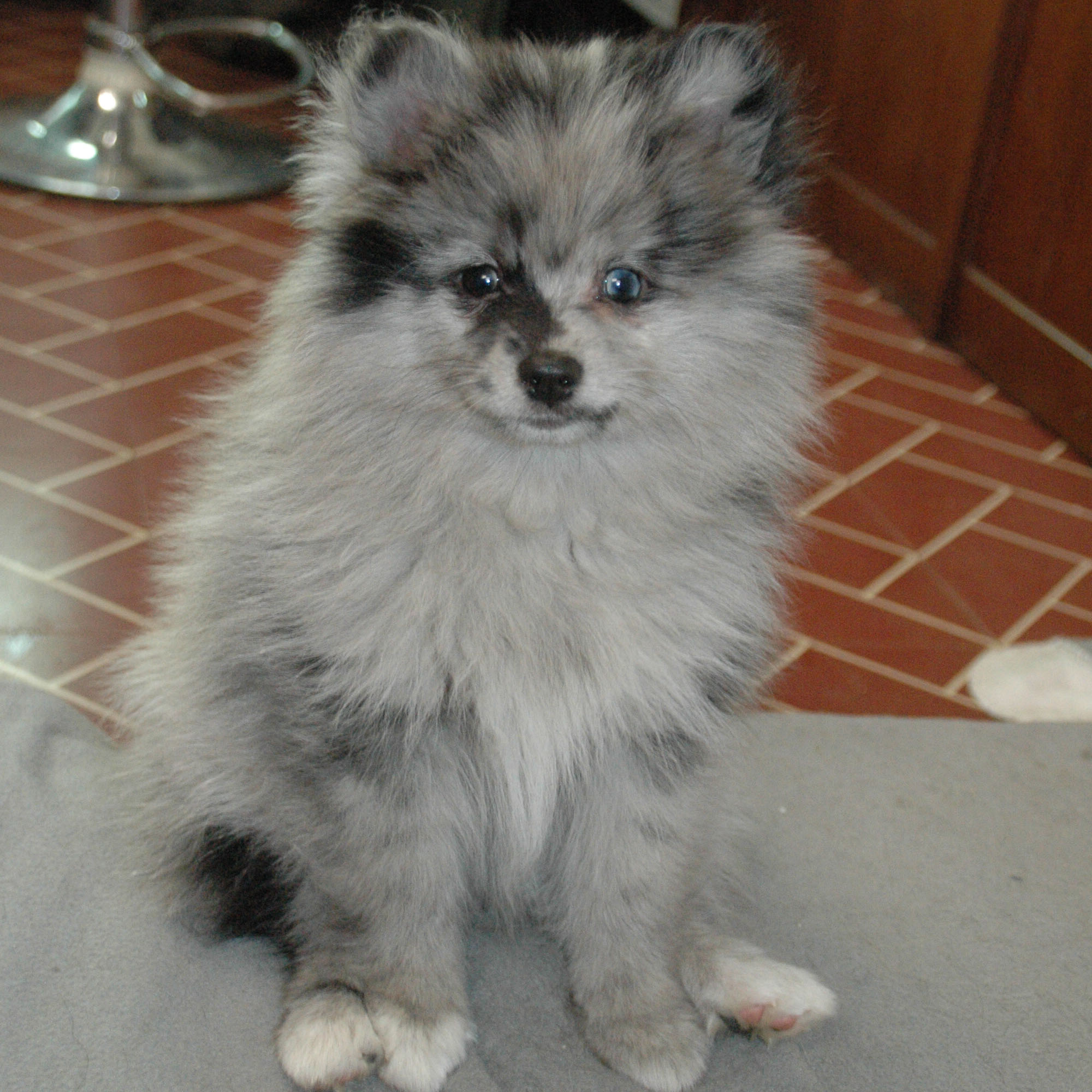 pomsky_pups-5
