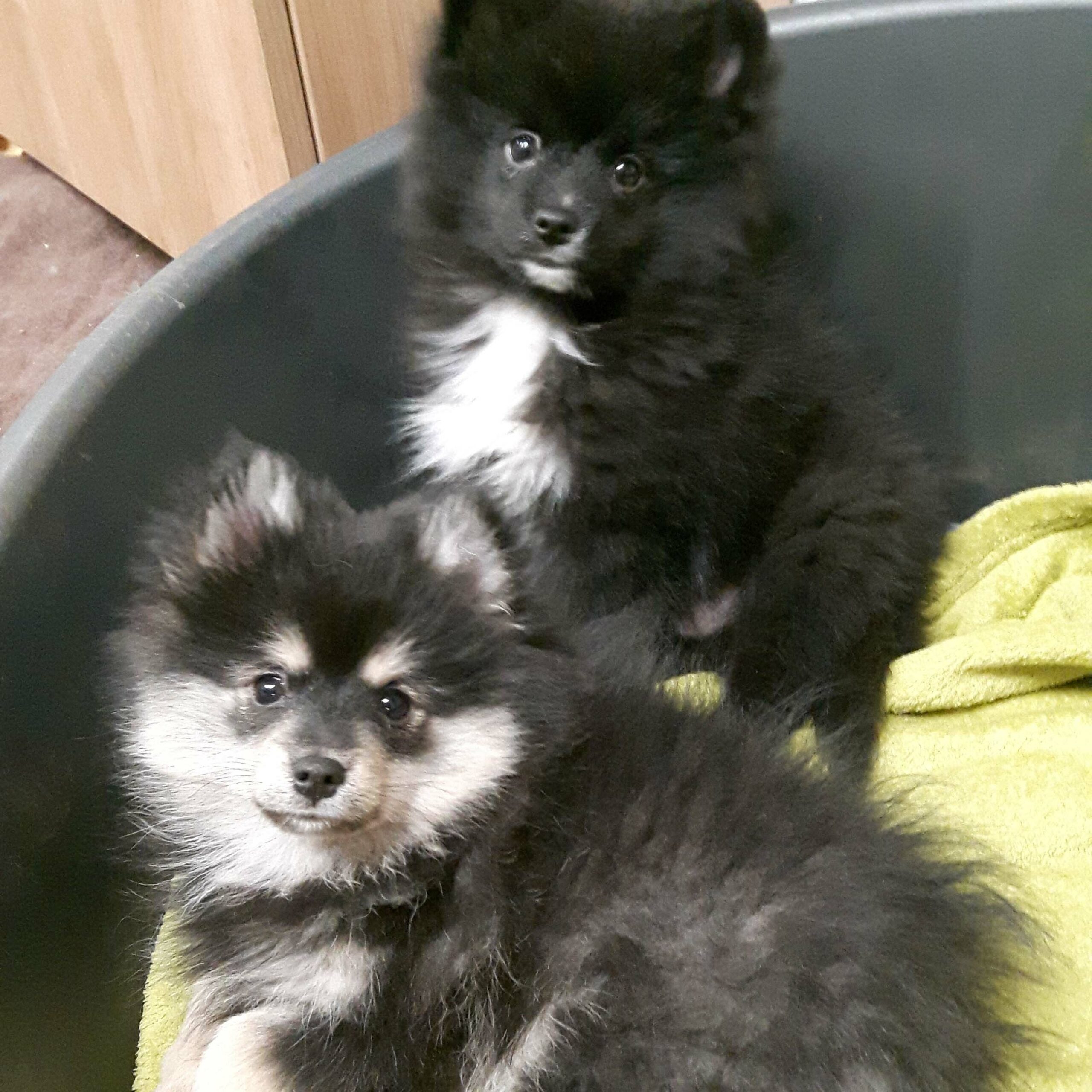 pomsky_pups-6