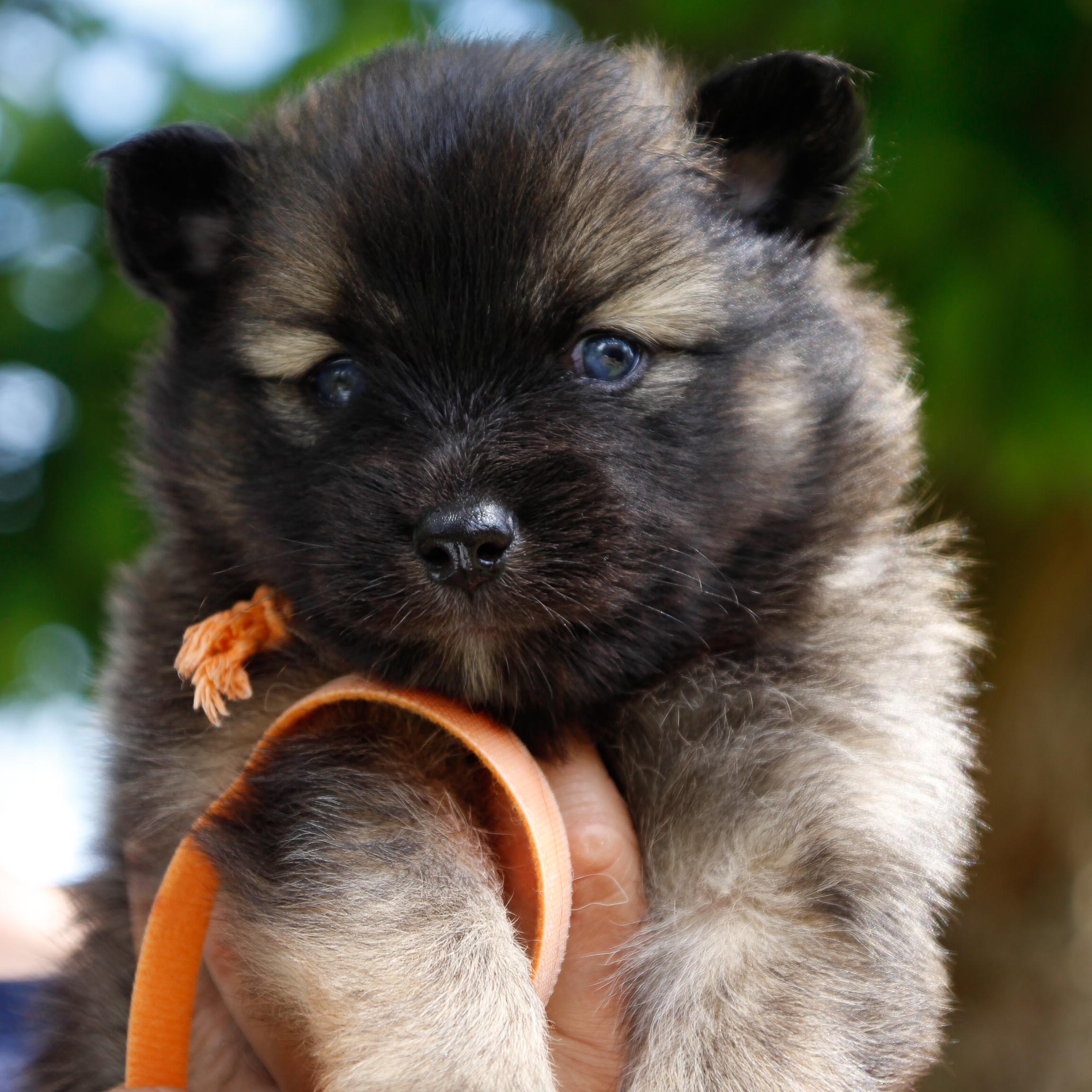 pomsky_pups-9