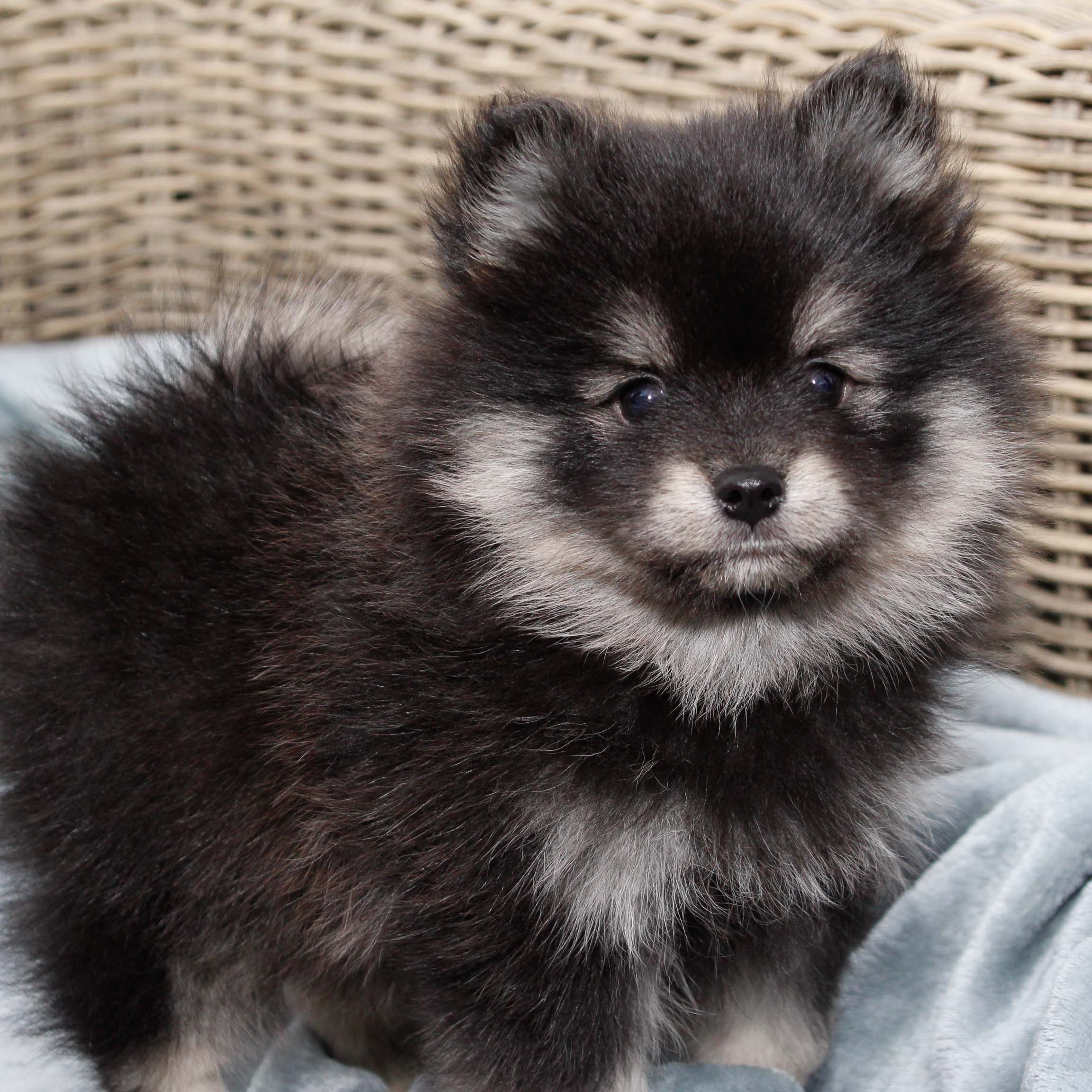 pomsky_pups